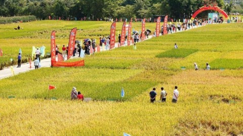 广东佛山：“稻田马拉松”赛事激活当地文旅消费